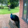 Peacocks (2)